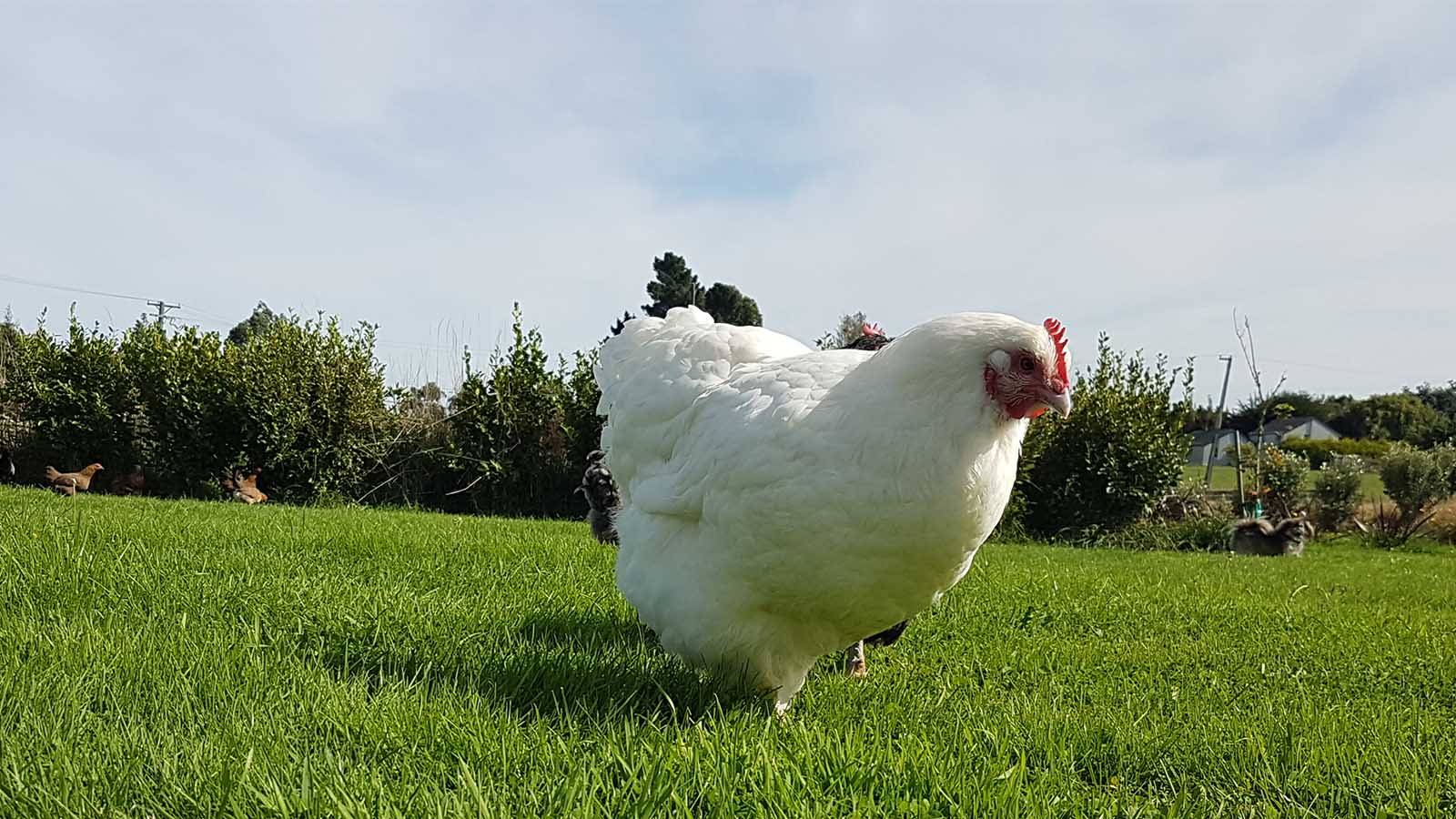 Back9 Digital - Website/Software, SEO, and Digital Marketing